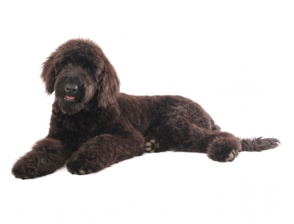 giant teddy bear schnoodles for sale